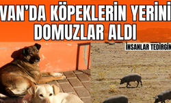 Van'da Köpeklerin Yerini Domuzlar Aldı