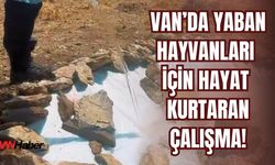 Van’da Yaban Hayvanları İçin Hayat Kurtaran Çalışma!