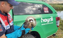 Yaralı Kartal Koruma Altına Alındı