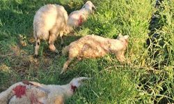 Erzincan’da Sahipsiz Köpekler Çok Sayıda Kuzuyu Telef Etti!