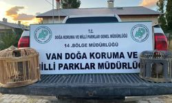 Van’da Kaçak Kafes Avcılığı Yapan Kişiye Ağır Ceza ve Tazminat Şoku!