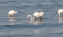 Flamingoların Yeni Adresi:  Van İskele Sahili