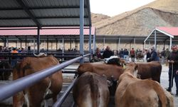 Canlı Hayvan Pazarı yeniden açıldı, üretici nefes aldı