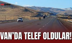 Yiyecek Arayan Yaban Hayvanları Van-Hakkari Yolunda Telef Oldular