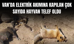 Van’da elektrik akımına kapılan çok sayıda hayvan telef oldu
