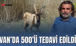 Van Gölü Havzası’nda 9 Ayda 500 Yaban Hayvanı Tedavi Edildi
