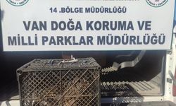 Van’da Kafes Avcılığı Yapan Şahsa 53 Bin TL Ceza!