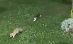 Şemdinli’de kedi ile tilkinin oyun keyfi