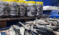 Van’da Havalar Soğudu, Tezgahlar İnci Kefaliyle Doldu
