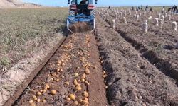 Erciş’te Patates Hasadı Başladı: Çiftçiler Soğuklar Gelmeden Ürünü Topluyor