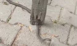 Mahallelinin 3 Günlük Nöbeti Sonuç Verdi: Korku Salan Yılan Yakalandı
