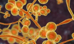 Candida Auris Araştırmasına Van Yüzüncü Yıl Üniversitesi de Katkı Sağladı
