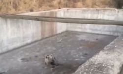 Bingöl’de sulama havuzuna düşen yavru ayı kurtarıldı
