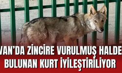 Van’da Zincire Vurulmuş Halde Bulunan Kurt İyileştiriliyor