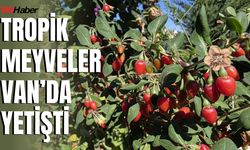 Van'da Doktorun Bahçesinde Tropik Meyve Yetişiyor: Kivi, Goji Berry, Pepino...