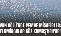 Van Gölü’nde Pembe Misafirler: Flamingolar Göz Kamaştırıyor!
