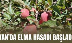 Van Erciş'te Kışlık Elma Hasadı Başladı: Üretici Fiyatlardan Memnun