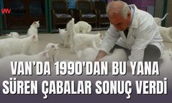 Van Kedileri Artık Tehlike Altında Değil