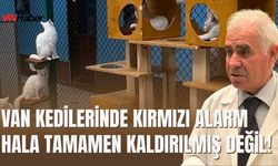 Van Kedilerinde Kırmızı Alarm Hala Tamamen Kaldırılmış Değil!