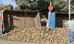 Muş’ta Şeker Pancarı Yüklü Traktör Devrildi!