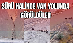 Van-Yüksekova Kara Yolunda Domuz Sürüsü Görüntülendi