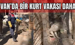 Kafeste Tutulan Kurt Jandarma Tarafından Kurtarıldı