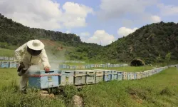 Hakkari’de Bal Üretimi Rekor Kırıyor