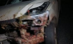 Elazığ’da Kamyonet Sürüye Çarptı: 30 Küçükbaş Hayvan Telef Oldu!