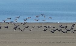 Erçek Gölü, Göçmen Kuşların Uğrak Noktası Oldu