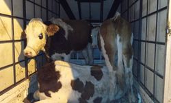 Muş'ta çalınan büyükbaş hayvanlar jandarma kontrolüne takıldı