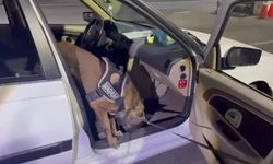 Erzurum'da Araçta Gizlenmiş Uyuşturucuyu 'Magnum' Buldu