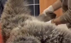 Kars’ta yaralı bozayının tedavisi yapılıyor