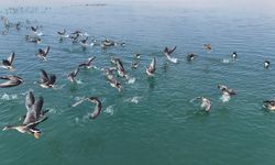 Erçek Gölü’nün Zarif Misafirleri: Küçük Sakarcalar Havadan Görüntülendi!