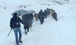 Hakkari'de Yaylada Mahsur Kalan Hayvan Sürüsünü Köylüler Kurtardı