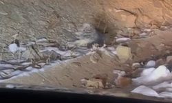 Hakkari Dağlarında Neler Oluyor?