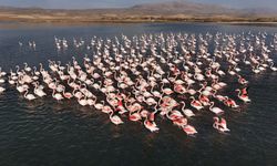 Flamingolar Erçek Gölü’nde Bu Yıl Daha Uzun Kaldı: Görsel Şölen Havadan Görüntülendi