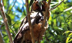 Özalp’te nesli tükenme tehlikesindeki kulaklı orman baykuşu görüntülendi