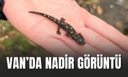 Van’da Ender Misafir: Benekli Semender Görüntülendi