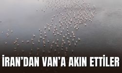 Van Gölü Havzası Flamingo Cenneti Oldu