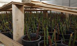 İpekyolu Belediyesi’nde Kış Mesaisi: Seralarda 4 Bin Gül Fidesi Toprakla Buluşuyor