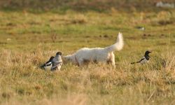 Van Kalesi'nde “Van Kedisi” Sandı, Köpek Yavrusu Çıktı