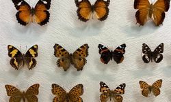 Van’da Binlerce Kelebeğin Saklandığı Bilimsel Koleksiyon!