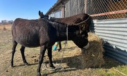 Van’da Başıboş Bırakılan At Ve Eşekler Tehlike Saçıyor: Trafik Kazaları Artıyor