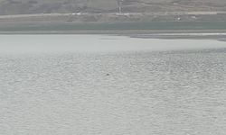 Sıhke Göleti’nde Acı Son: Kaçan İnek Suda Telef Oldu