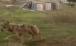 Van'da Kevenli TOKİ Yakınlarında Kurt Görüntülendi!