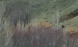 Erciş’te Domuz Sürüsü Mahalleye İndi