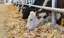 Düve Üretim Merkezi Van Hayvancılığına Güç Katacak