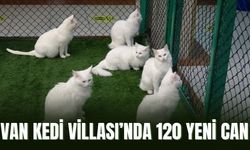 Van Kedi Villası’nda 120 Yeni Can