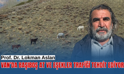 Van'da başıboş bırakılan at ve eşekler hem trafiği hem yaban hayatını tehdit ediyor