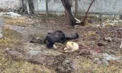 Erzincan’da At Ve Eşek Katledildi!